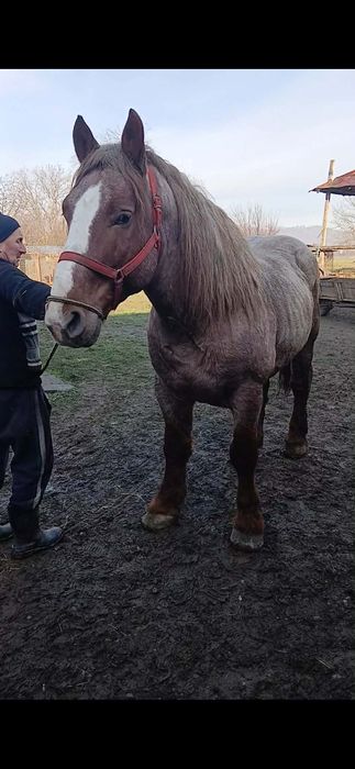 De vanzare cal de 7 8 ani fara defecte fac si combinati