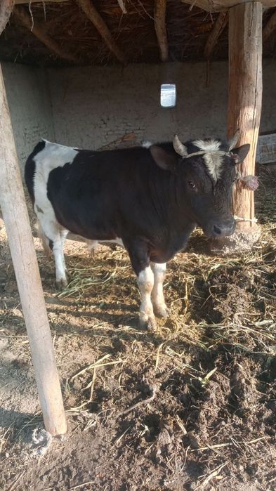 Buqa sotiladi yeb ichishi yaxshi puli 23mln 500ming kelishamiz