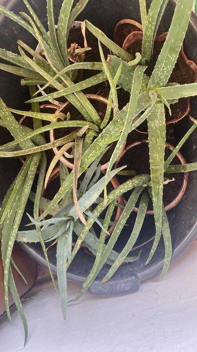 Комнатное растение- Алоэ пятнистое