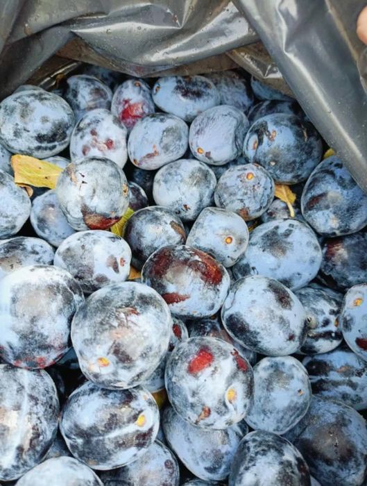 Prune pentru țuică și consum