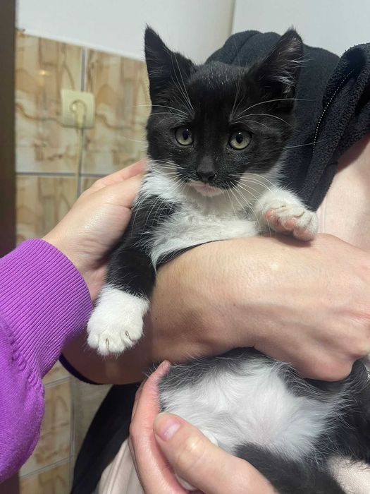 Donez pui de pisica de aproximativ 2 luni