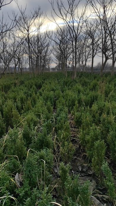 Buxus pentru gard viu și solitari.