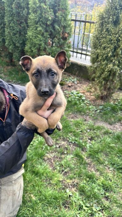 Белгийски овчарки (Малиноа] с поставена втора ваксина!