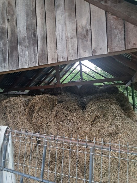 Vând baloți de fan mici rotunji