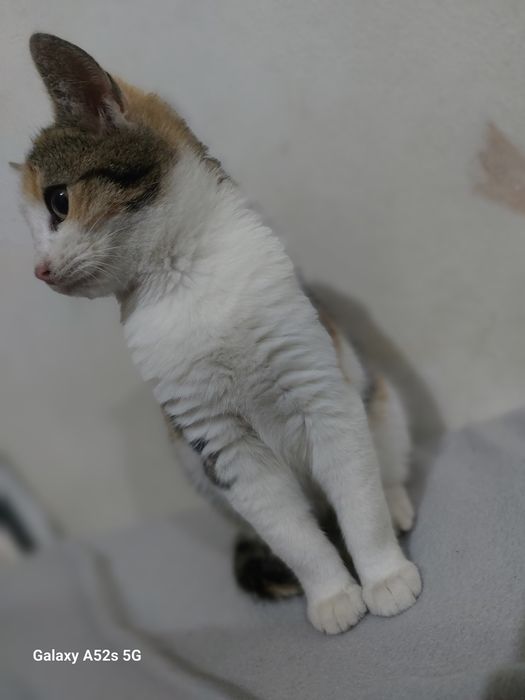 Am găsit această pisicuță pe strada și nu am posibilitatea să o păstre