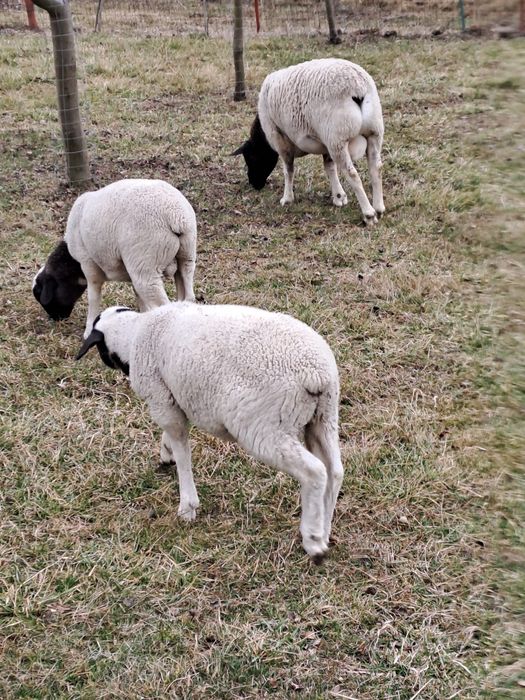 Berbecuți pentru montă