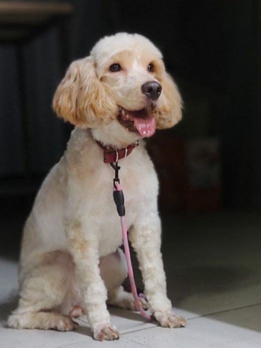 Ветеринарный врач на дом Забота о вашем питомце моя профессия и любовь