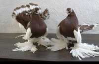 Продам голубей статных