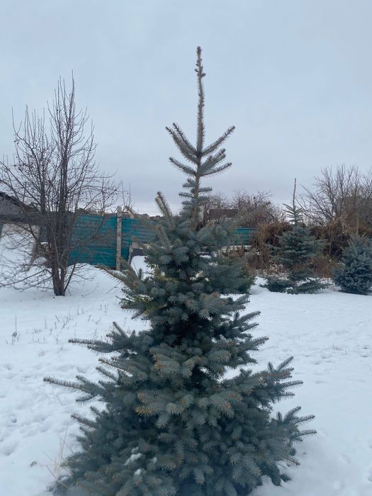 Ели голубые , самовывоз