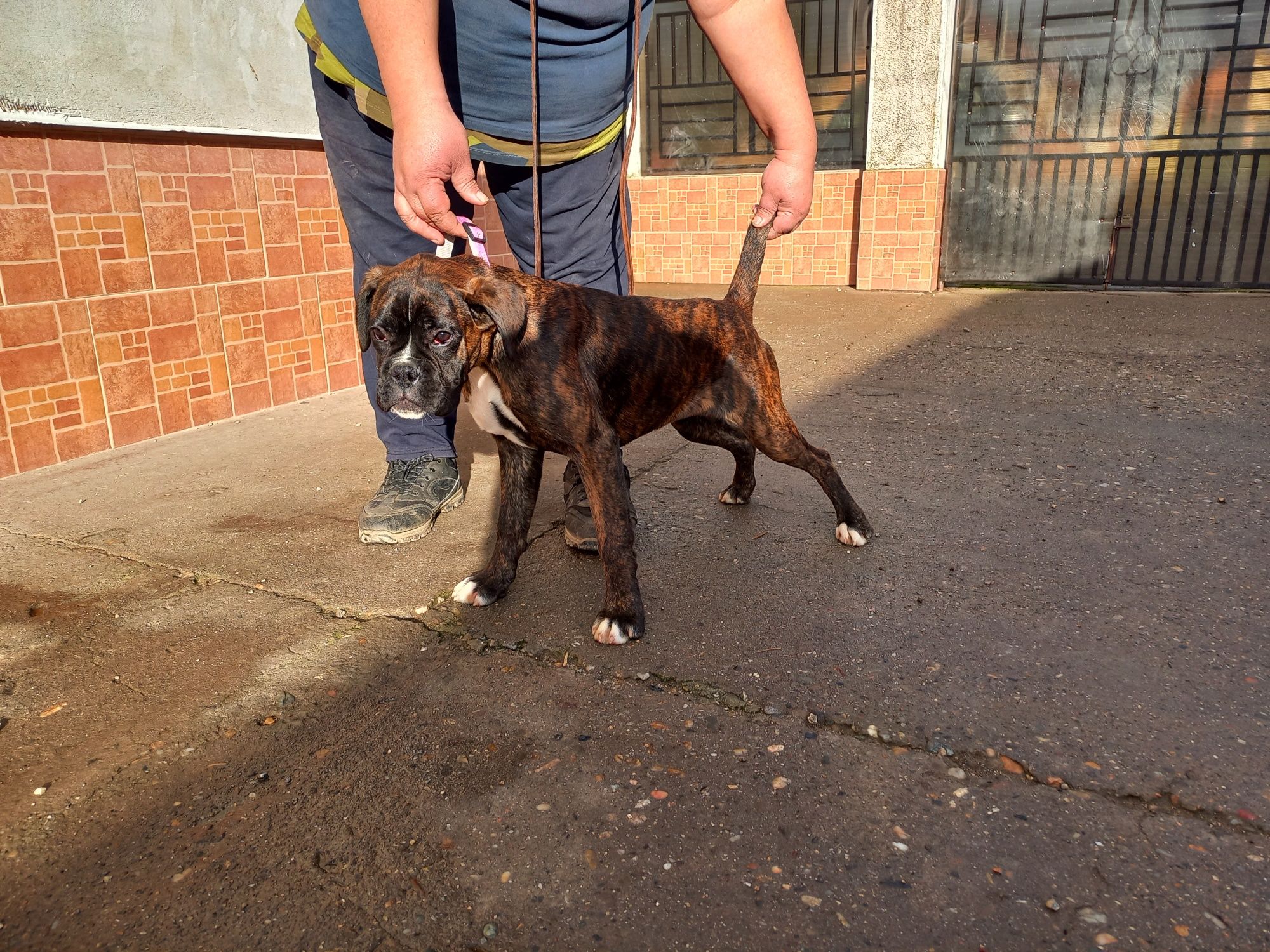 Boxer german cu pedigree