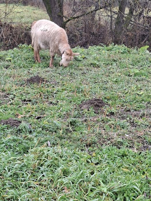 Vând 3 capre tinere