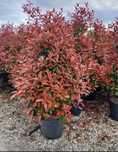 Plante ornamentale de diferite varietatii