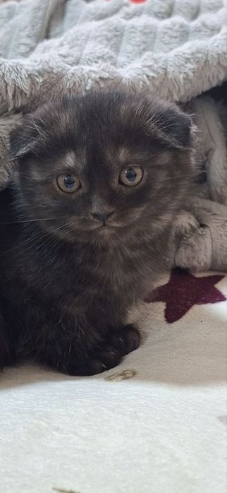 Котенок скотиш фолд