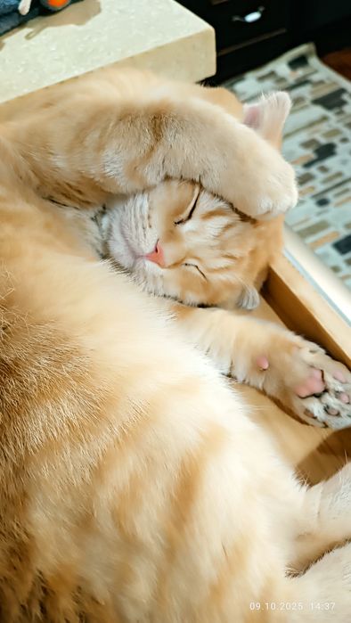 Пропал вислоухий кот Рыжик.