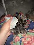 Mushuk bengal+mahalliy