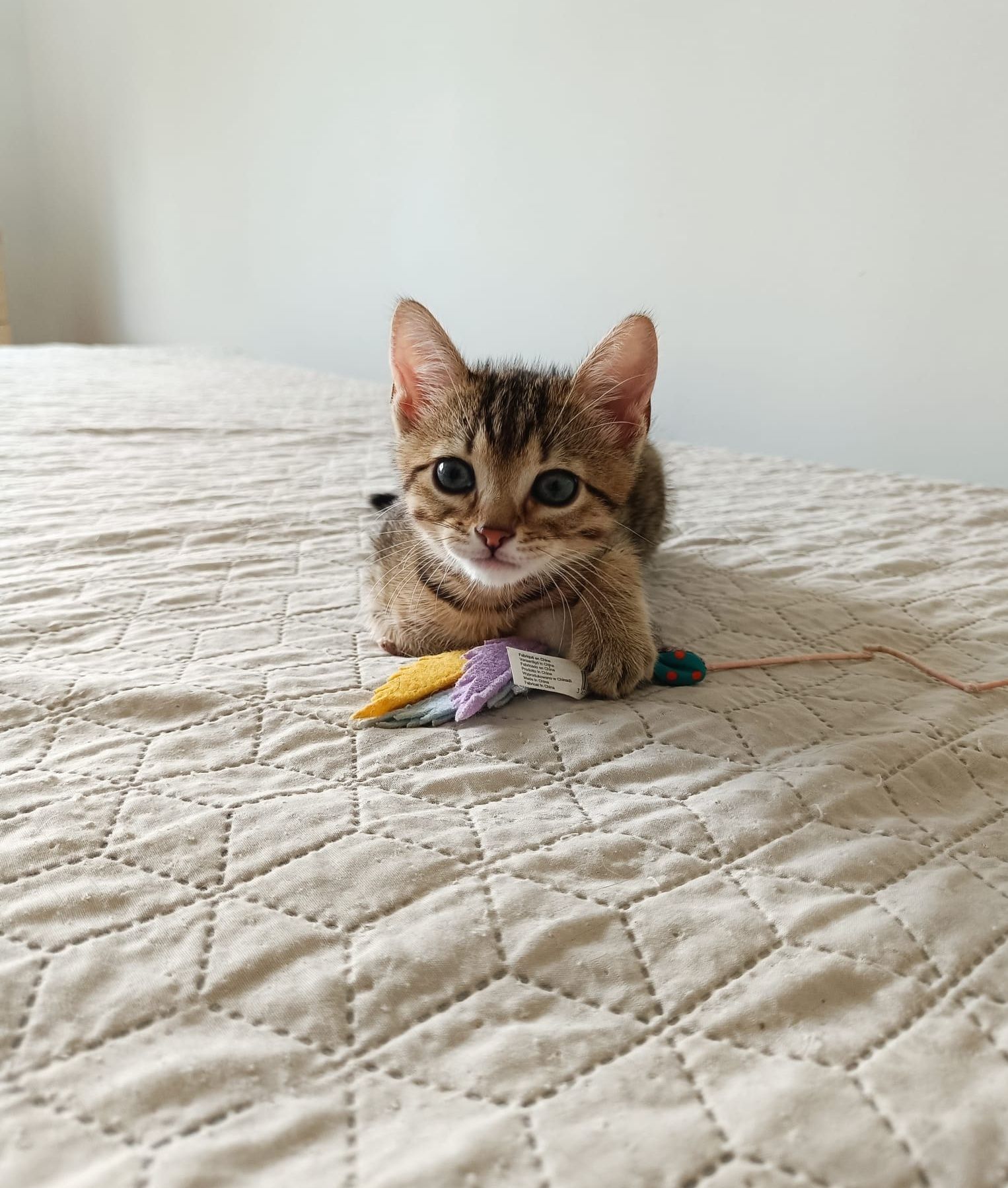 Pisicul Hendrix te va cuceri instant. Adoptă-l!