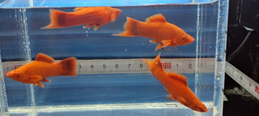 Pesti xyfo blodred juvenili