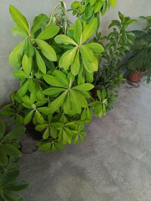 Shefflera va Euphorbia grantii