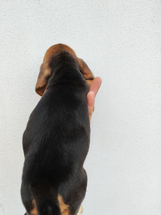 Puiuț beagle rasa pura