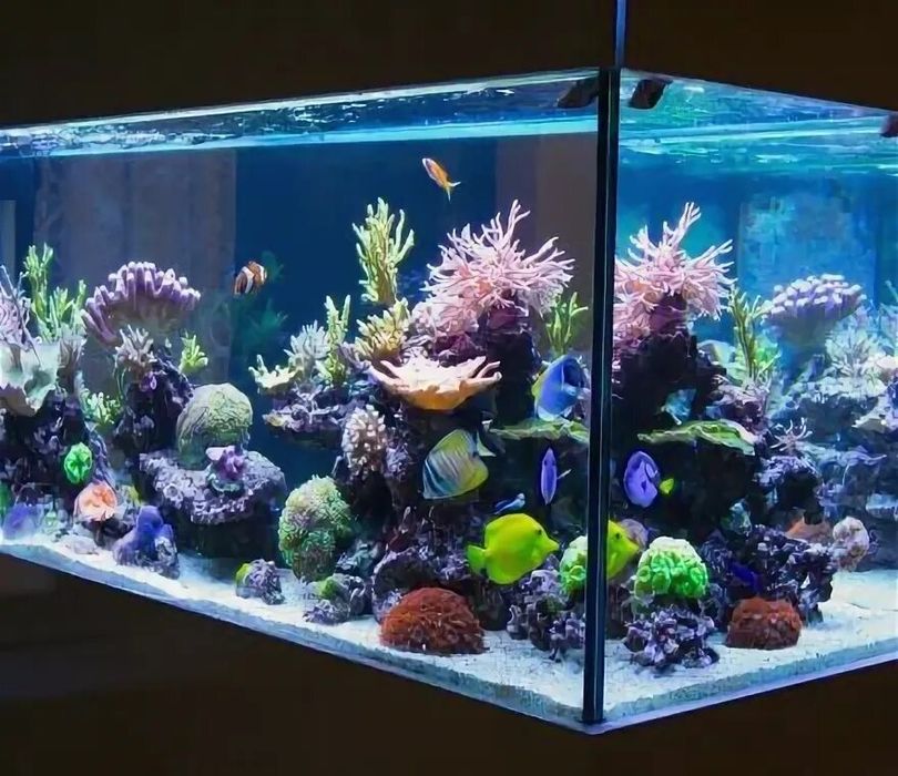 Аквариум, aquarium, akvarium.