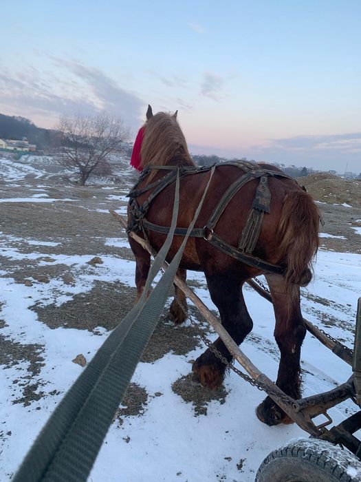 Vând armăsar 3ani sau schimb pe oi
