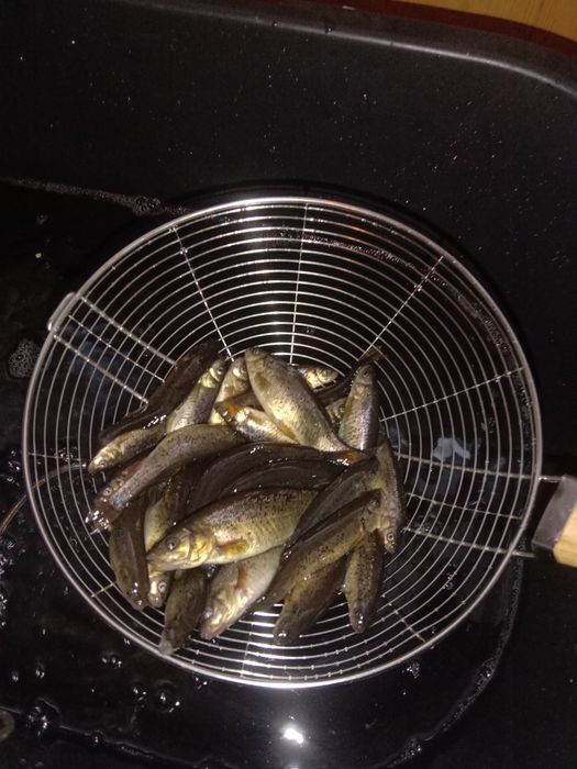 Живец .гальян продам