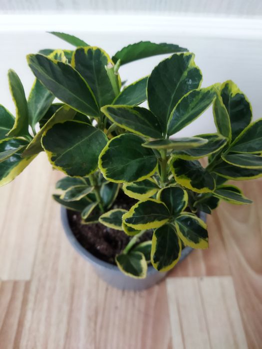 Комнатные цветы продам