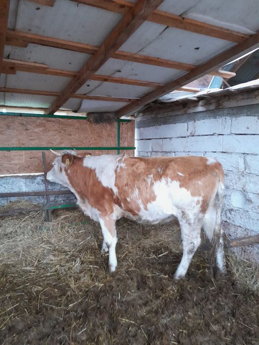 de vânzare junică gestantă de 5 luni