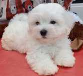 Bichon maltez baietel