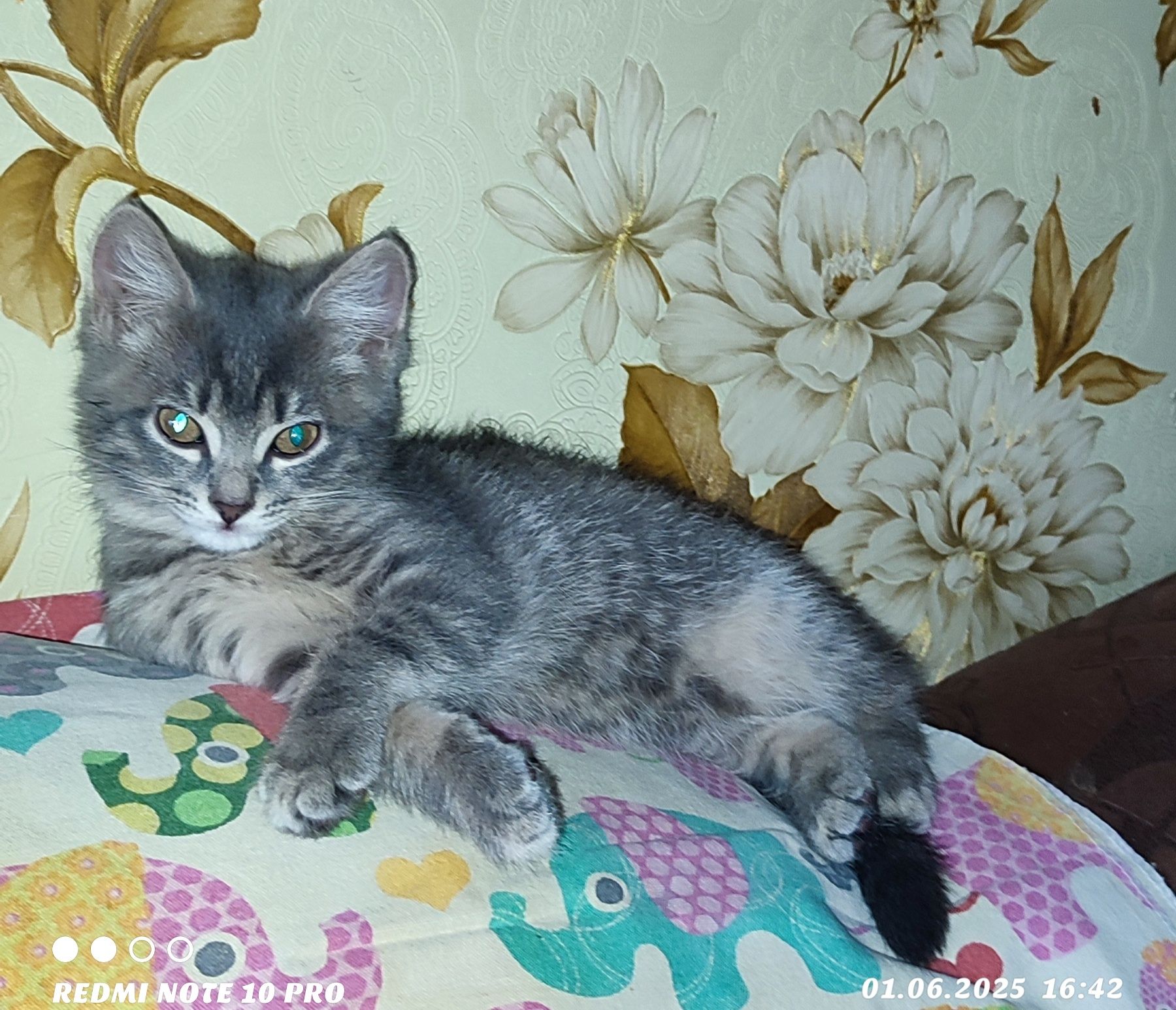 Милая девчонка ищет новый дом.