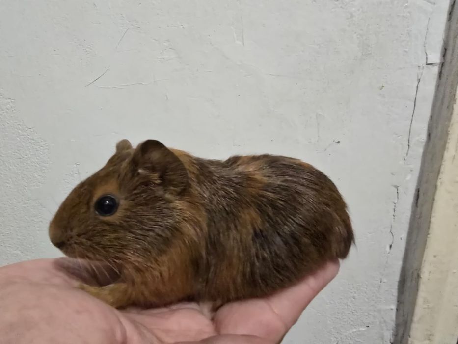 Porcusori de guineea