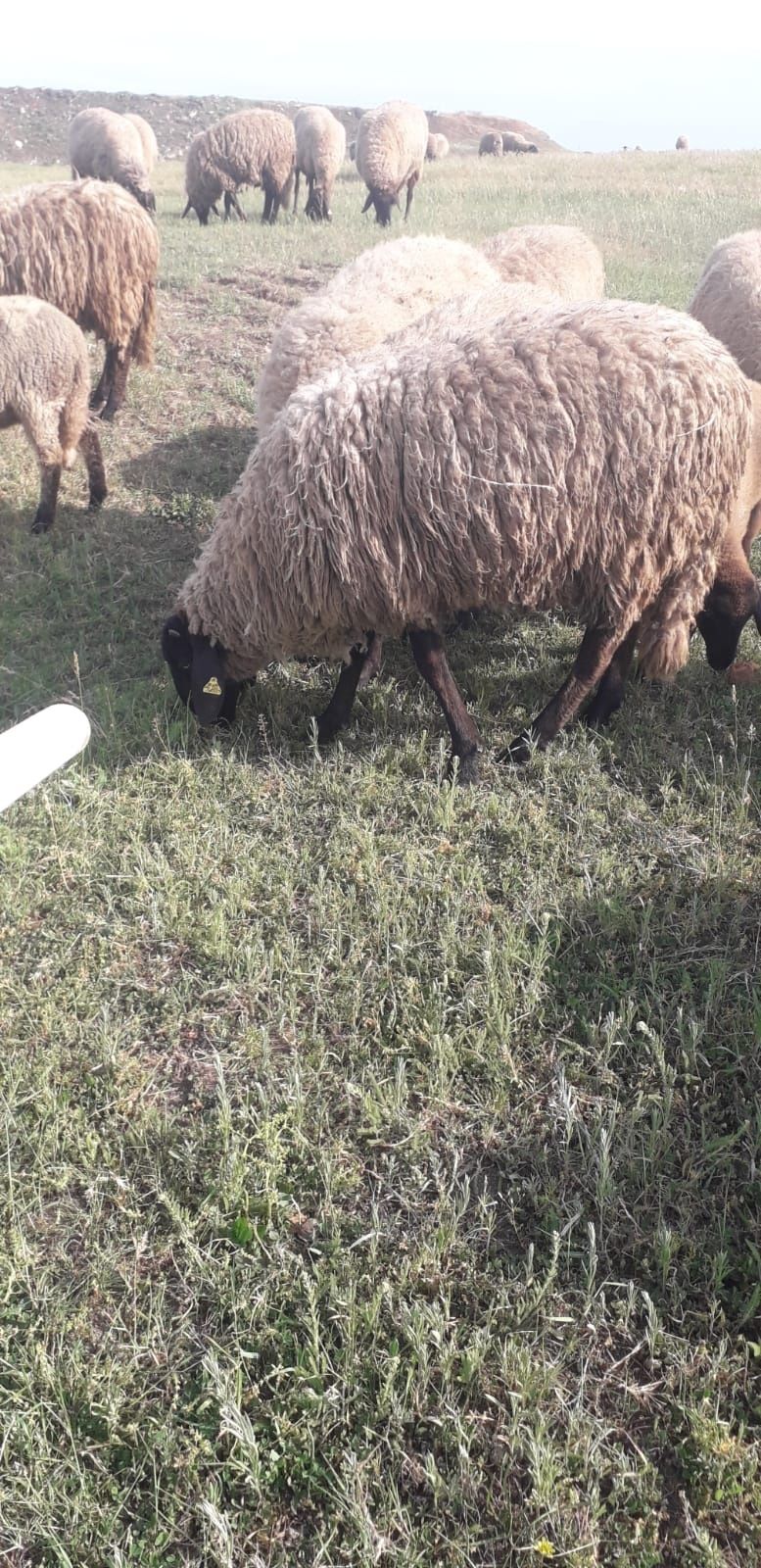 Vând berbeci Cap Negru de Teleorman