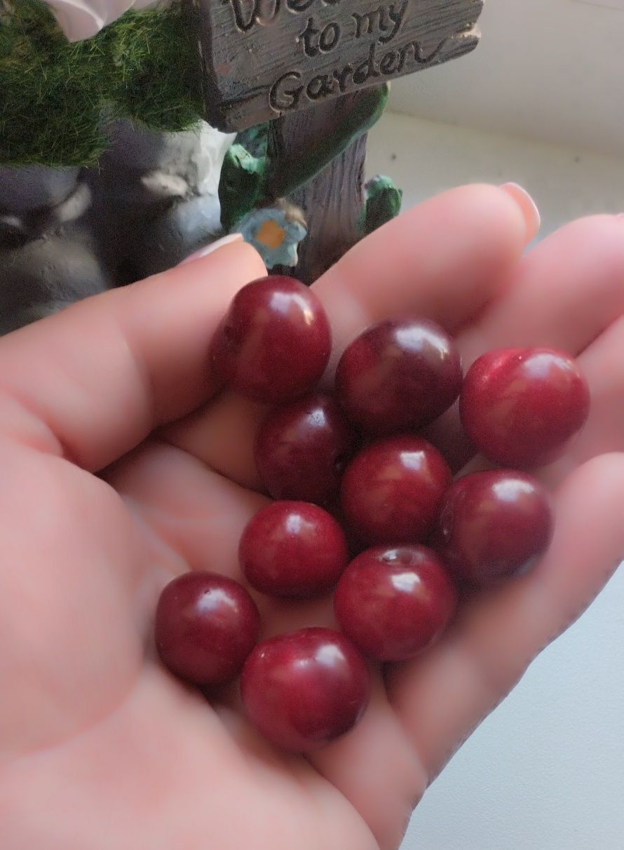 Продам вишню садовую