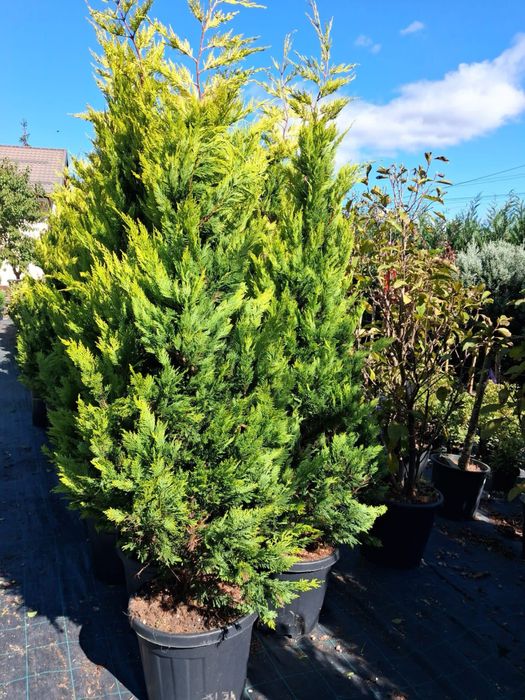 Plante oramentale/pret fictiv