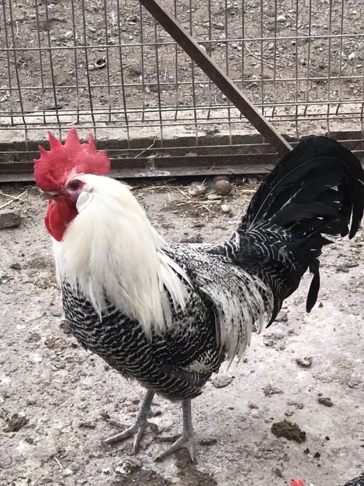 Vand cocosi din rasele: brakel,wiandotte, la bresse