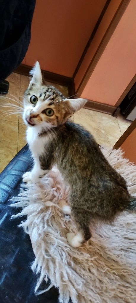 Мъжки котарак-Мъри