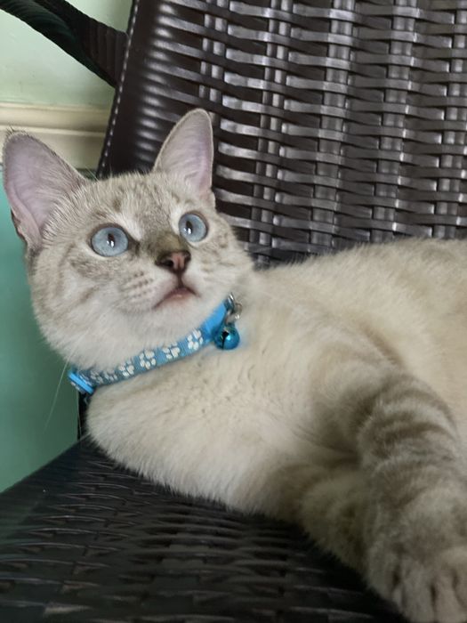 Продается. Sotiladi