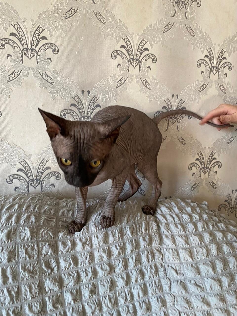 Ищёт кот на вязку,кошечек