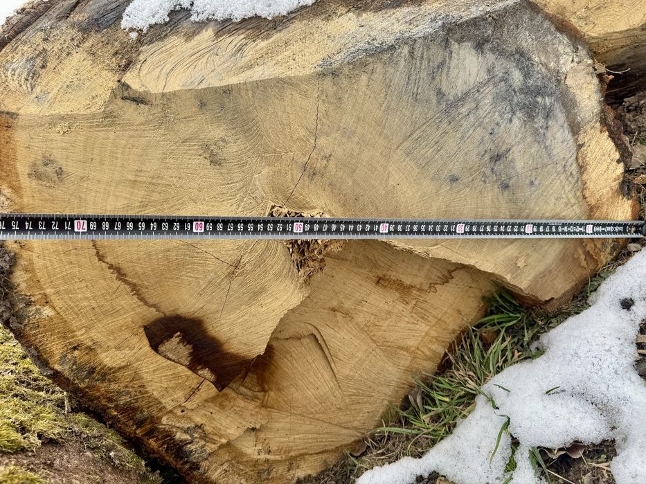 Stejar gorun masiv de dimesiuni mari.