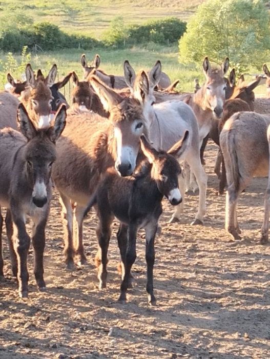 Vând măgărițe fătate recent