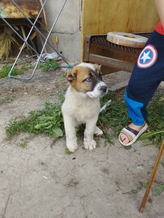 Собаки алабай сучка