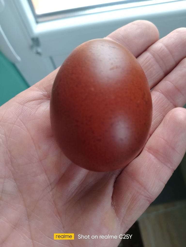 Разплодни яйца от Черен мед Маран