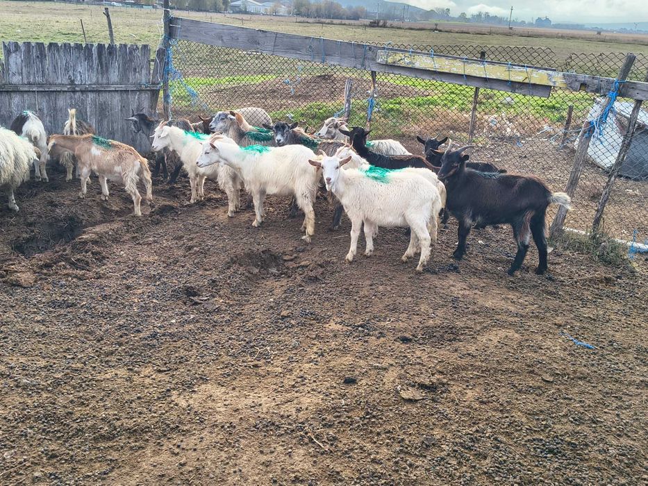 Vând capre și iezi