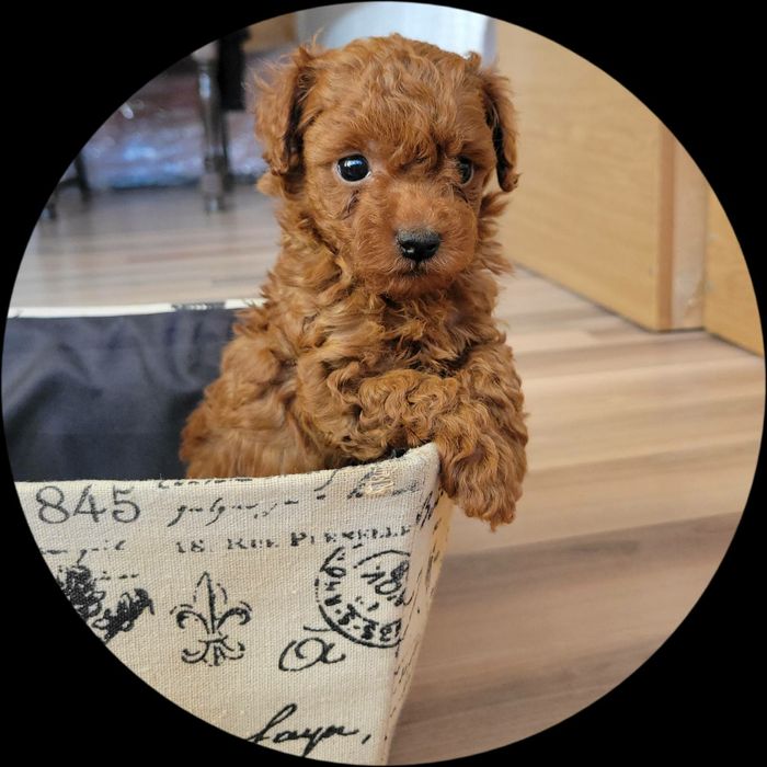 Той пудел/Мини пудел