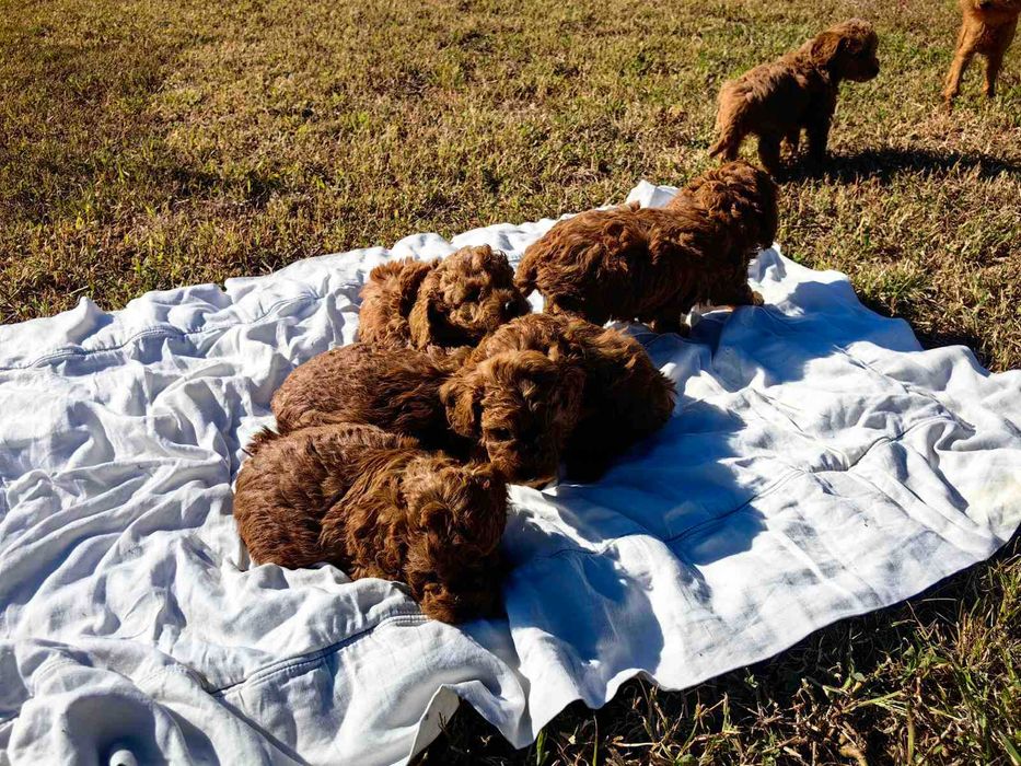 1 момче Той Пудел