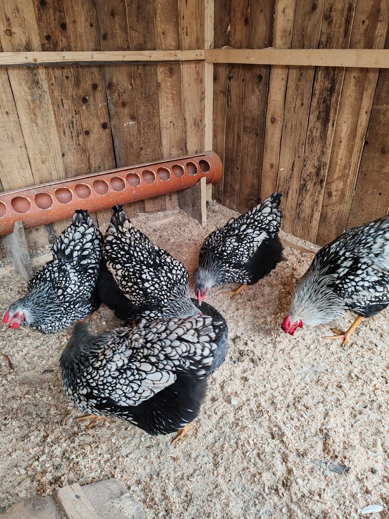 Ouă pentru  incubat : Australorp negru Wyandotte argintiu și Marans