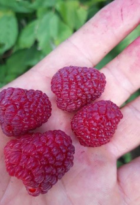 Drajoni de zmeură remontanta soiuri delniva si  polka