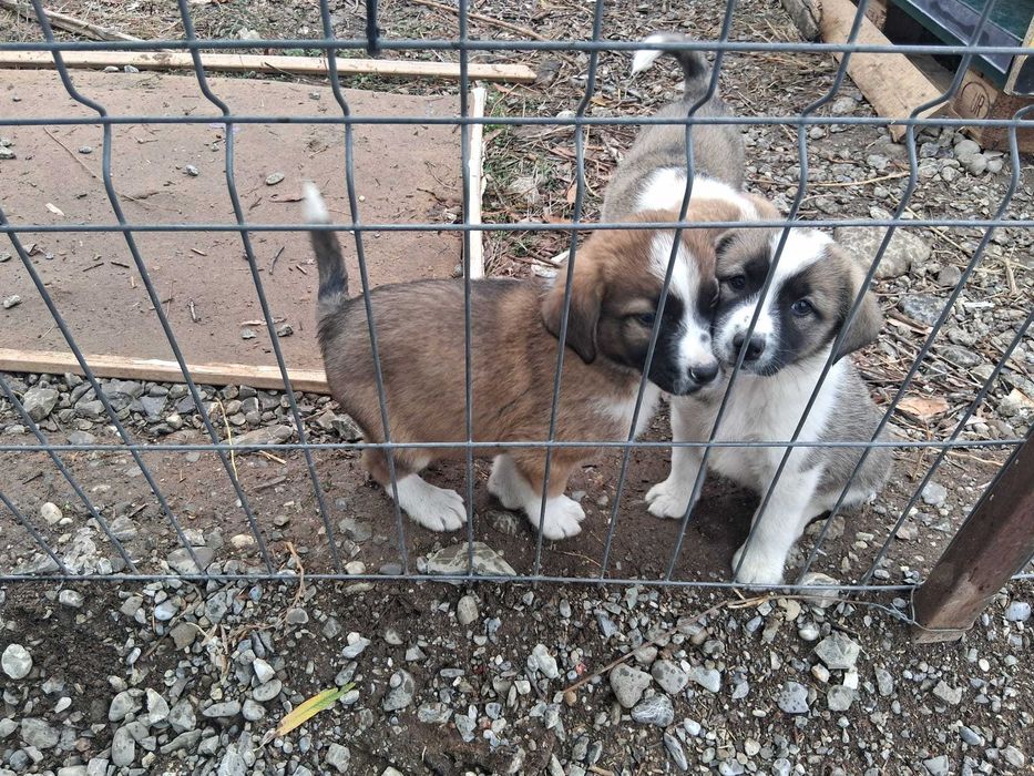 Donam catelusi rasa obisnuita