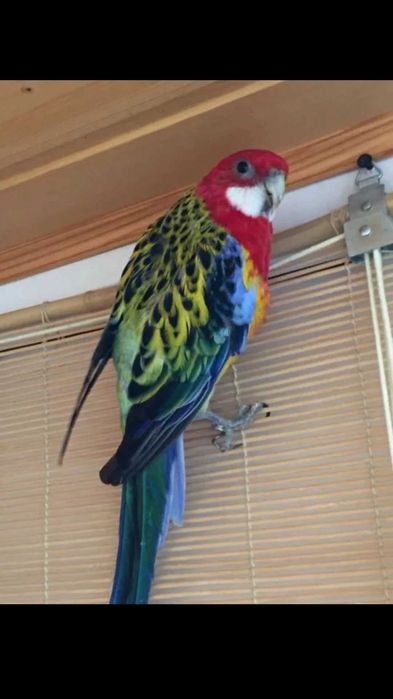 Попугай Розелла красивый