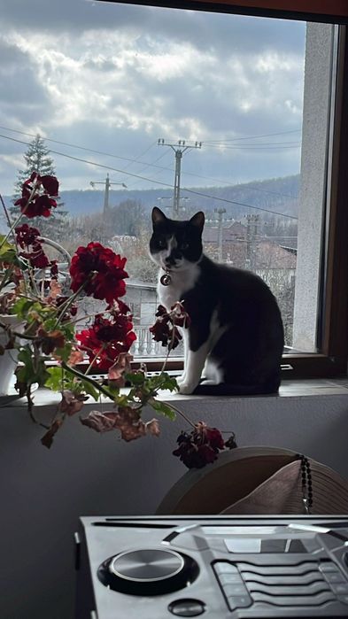 Donez pisica iubitoare